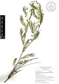 Acaciella angustissima image